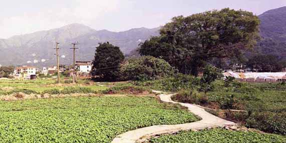 Figure 6.12  Lowland Countryside Landscape (Shek Kong, Yuen Long)