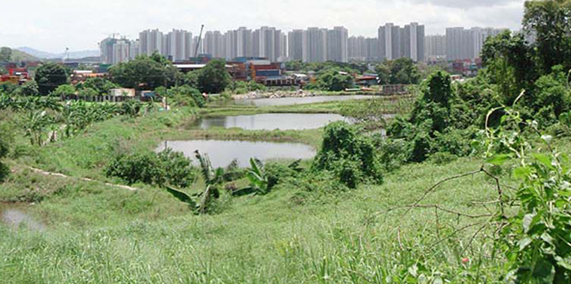 Figure 6.13   Rural Fringe Landscape (Ha Tsuen, Yuen Long)